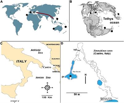 A New Species of Pseudocyclopiidae (Crustacea, Copepoda, Calanoida) From an Anchialine Environment of South-Eastern Italy